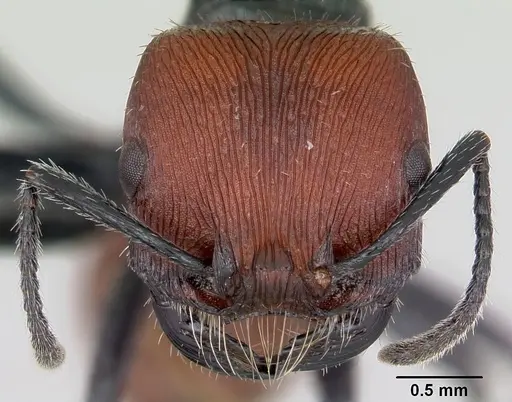 Pogonomyrmex weiseri specimen CASENT0172679 image casent0172679_2