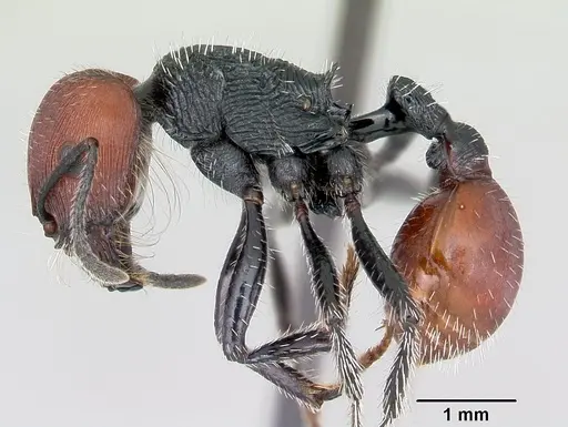 Pogonomyrmex weiseri specimen CASENT0172679 image casent0172679_3