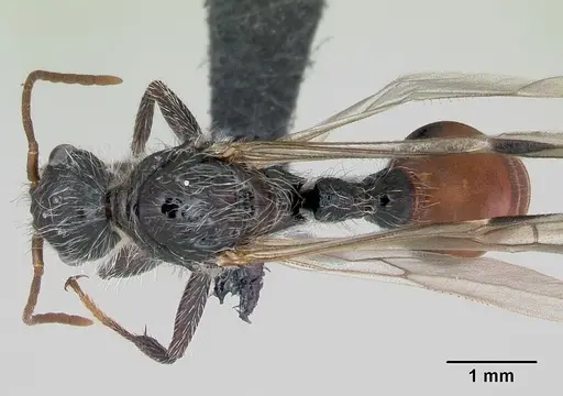 Pogonomyrmex weiseri specimen CASENT0172680 image casent0172680_1