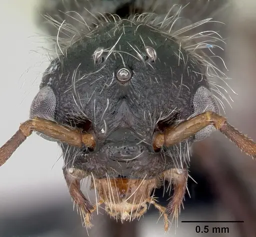 Pogonomyrmex weiseri specimen CASENT0172680 image casent0172680_2