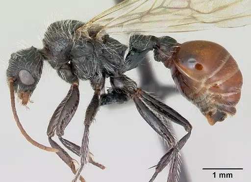 Pogonomyrmex weiseri specimen CASENT0172680 image casent0172680_3