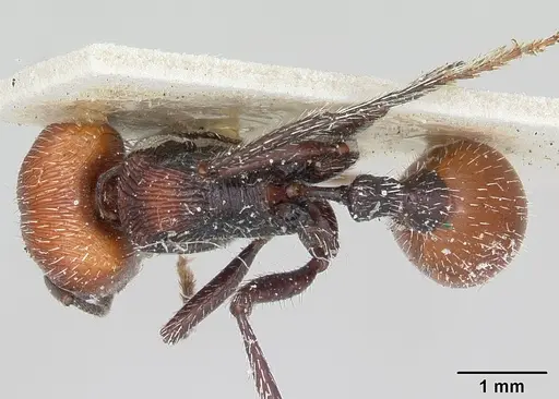 Pogonomyrmex weiseri specimen CASENT0173343 image casent0173343_1