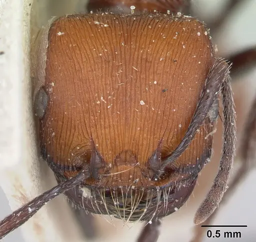 Pogonomyrmex weiseri specimen CASENT0173343 image casent0173343_2