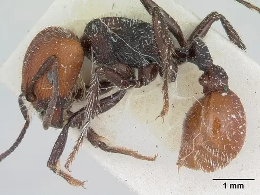 Pogonomyrmex weiseri specimen CASENT0173343 image casent0173343_3