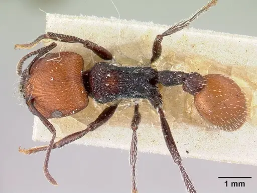Pogonomyrmex weiseri specimen CASENT0217261 image casent0217261_1