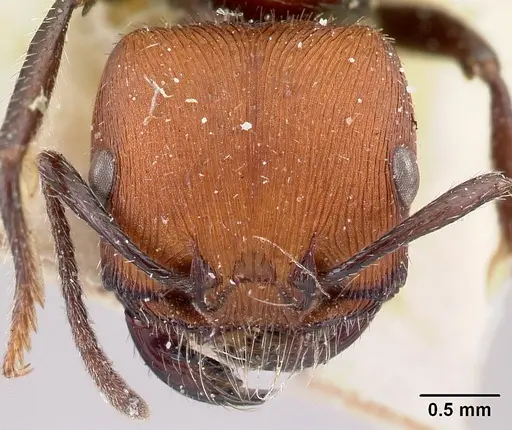 Pogonomyrmex weiseri specimen CASENT0217261 image casent0217261_2