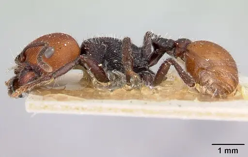 Pogonomyrmex weiseri specimen CASENT0217261 image casent0217261_3