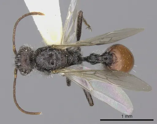 Pogonomyrmex weiseri specimen CASENT0235293 image casent0235293_1