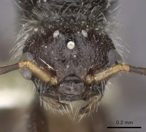 Pogonomyrmex weiseri specimen CASENT0235293 image casent0235293_2