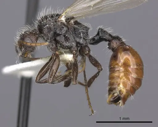 Pogonomyrmex weiseri specimen CASENT0235293 image casent0235293_3