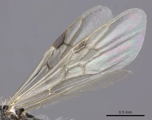 Pogonomyrmex weiseri specimen CASENT0235293 image casent0235293_4