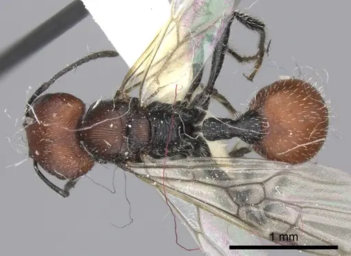 Pogonomyrmex weiseri specimen CASENT0235294 image casent0235294_1