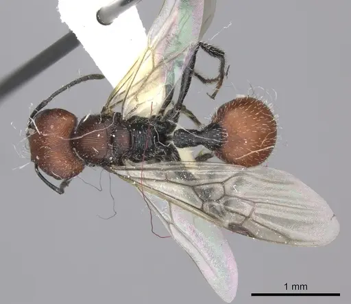 Pogonomyrmex weiseri specimen CASENT0235294 image casent0235294_2