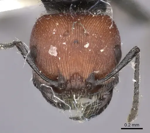 Pogonomyrmex weiseri specimen CASENT0235294 image casent0235294_3