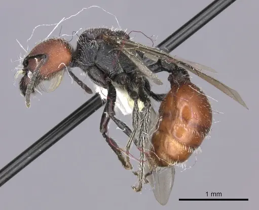 Pogonomyrmex weiseri specimen CASENT0235294 image casent0235294_4