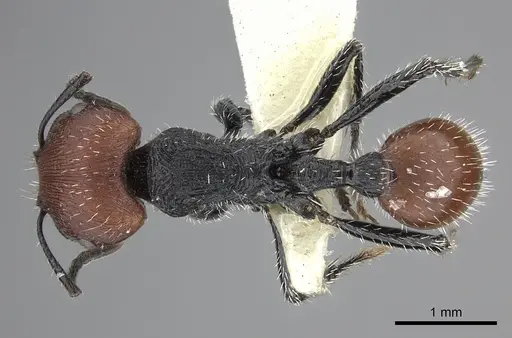 Pogonomyrmex weiseri specimen CASENT0249057 image casent0249057_1
