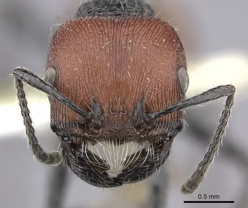 Pogonomyrmex weiseri specimen CASENT0249057 image casent0249057_2