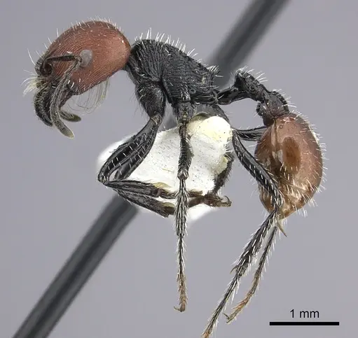 Pogonomyrmex weiseri specimen CASENT0249057 image casent0249057_3