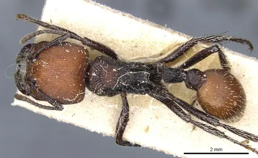 Pogonomyrmex weiseri specimen CASENT0904105 image casent0904105_1