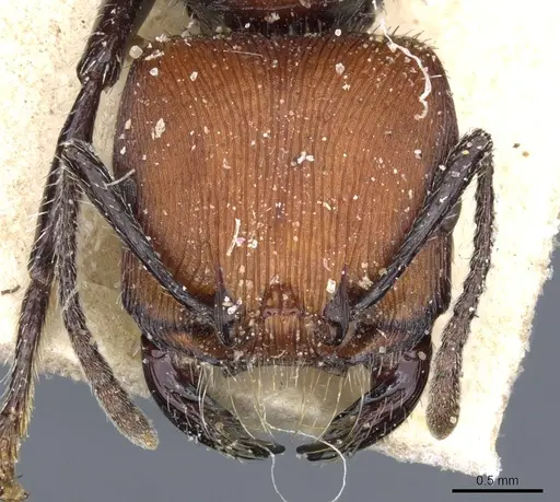 Pogonomyrmex weiseri specimen CASENT0904105 image casent0904105_2