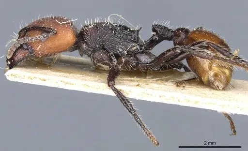Pogonomyrmex weiseri specimen CASENT0904105 image casent0904105_3