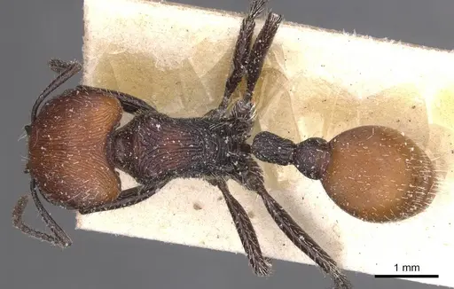 Pogonomyrmex weiseri specimen CASENT0913101 image casent0913101_1