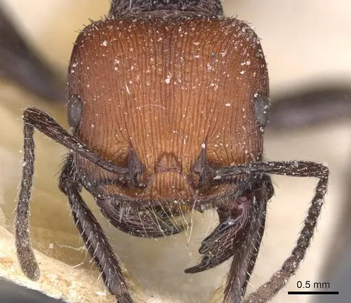 Pogonomyrmex weiseri specimen CASENT0913101 image casent0913101_2