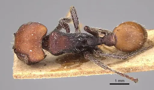 Pogonomyrmex weiseri specimen CASENT0914386 image casent0914386_1