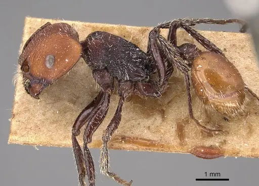 Pogonomyrmex weiseri specimen CASENT0914386 image casent0914386_3