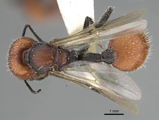 Pogonomyrmex weiseri specimen CASENT0922459 image casent0922459_1