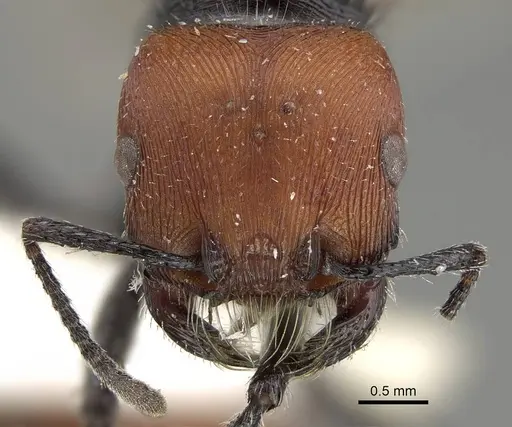 Pogonomyrmex weiseri specimen CASENT0922459 image casent0922459_2