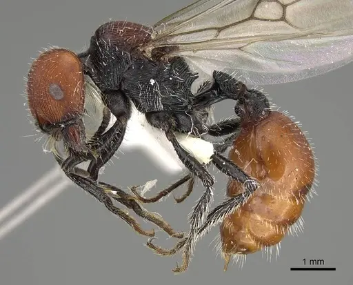 Pogonomyrmex weiseri specimen CASENT0922459 image casent0922459_3