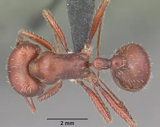Pogonomyrmex wheeleri specimen CASENT0103055 image casent0103055_1