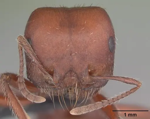 Pogonomyrmex wheeleri specimen CASENT0103055 image casent0103055_2