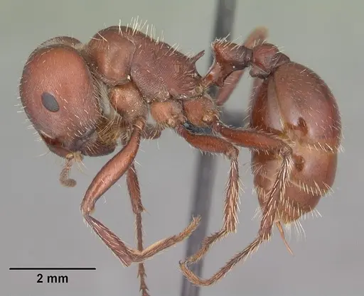 Pogonomyrmex wheeleri specimen CASENT0103055 image casent0103055_3