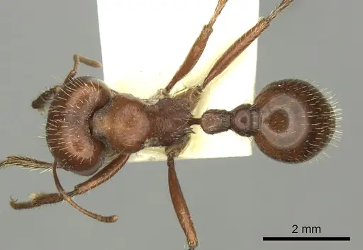 Pogonomyrmex wheeleri specimen CASENT0235332 image casent0235332_1