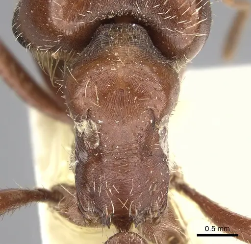 Pogonomyrmex wheeleri specimen CASENT0235332 image casent0235332_2
