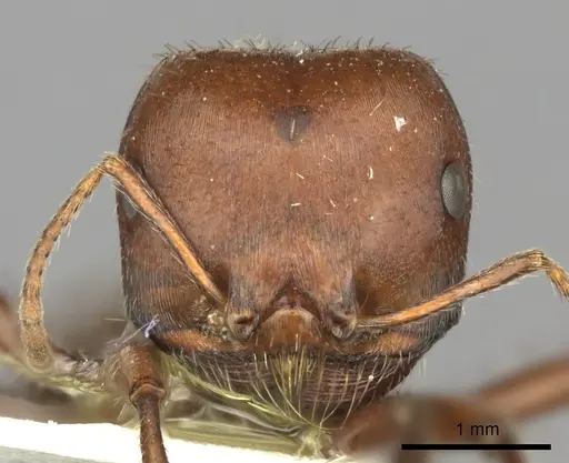 Pogonomyrmex wheeleri specimen CASENT0235332 image casent0235332_3