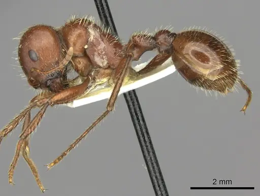 Pogonomyrmex wheeleri specimen CASENT0235332 image casent0235332_4