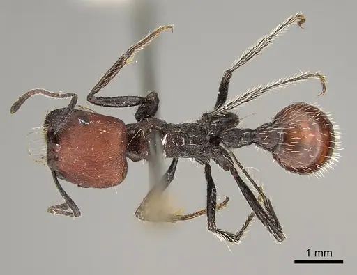 Pogonomyrmex wilsoni specimen CASENT0923341 image casent0923341_1