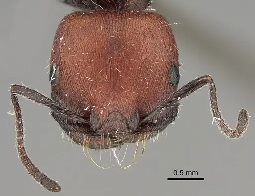 Pogonomyrmex wilsoni specimen CASENT0923341 image casent0923341_2
