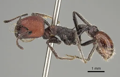 Pogonomyrmex wilsoni specimen CASENT0923341 image casent0923341_3