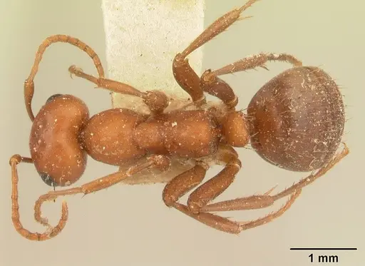 Polyergus bicolor specimen CASENT0179561 image casent0179561_1