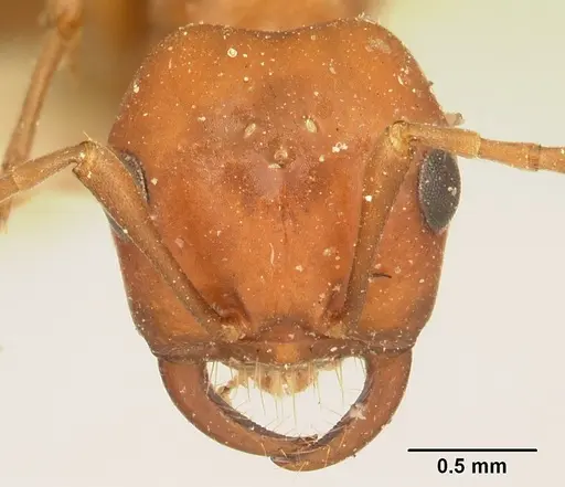 Polyergus bicolor specimen CASENT0179561 image casent0179561_2