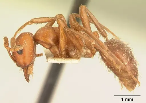 Polyergus bicolor specimen CASENT0179561 image casent0179561_3