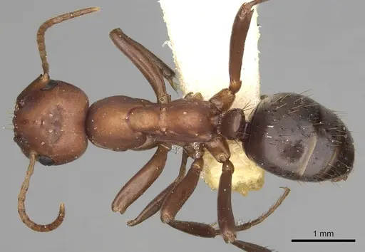 Polyergus bicolor specimen CASENT0281067 image casent0281067_1