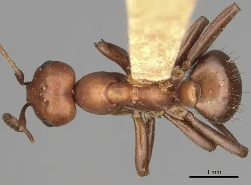 Polyergus bicolor specimen CASENT0281068 image casent0281068_1