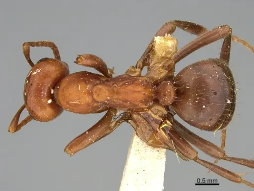 Polyergus bicolor specimen CASENT0740544 image casent0740544_1