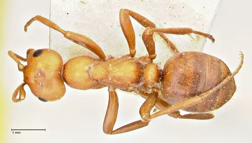 Polyergus bicolor specimen FOCOL2966 image focol2966_1