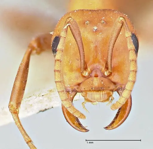 Polyergus bicolor specimen FOCOL2966 image focol2966_2